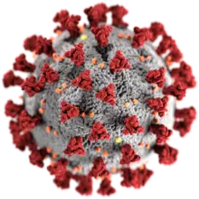 coronavirus